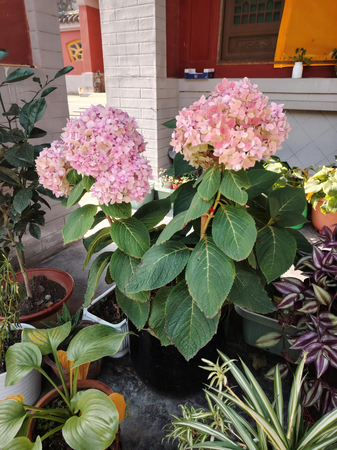 我的语文老师虽是民办教师，讲课却比公办老师还好。他讲课从不照本宣科，即便带着课本