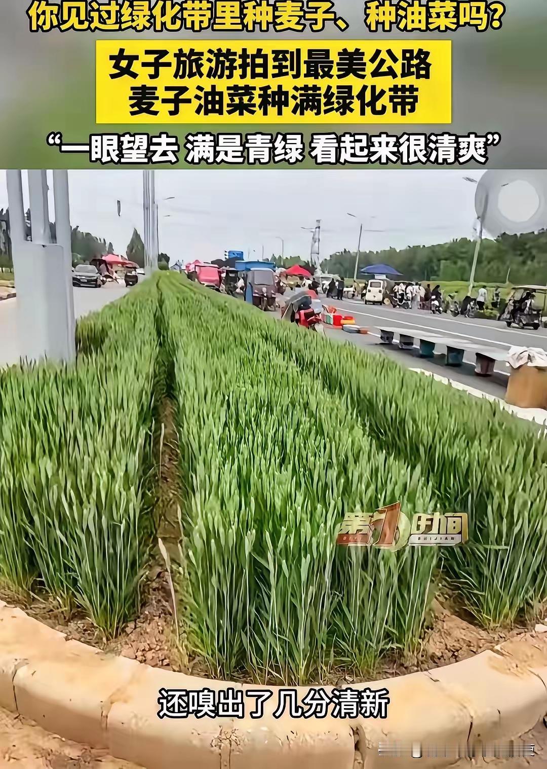 近日，河南安阳，女子走在公路上，突然发现一条绿化带没种花没种草，种的竟然是油菜和