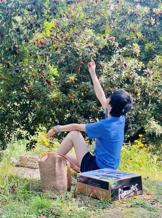 福建泡药杨梅炸上热搜，全网都在骂。但在浙江仙居，有位70岁的老农，守着400多棵