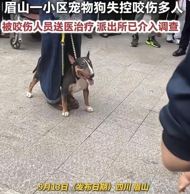 眉山恶狗咬人，这几点细节让人忍无可忍：第一、事发地点是小区步道，小女孩刚被