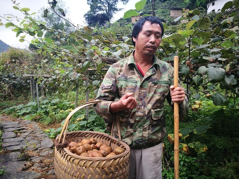 荒野求生节目，看到好几个人都是囤了大量的猕猴桃，这猕猴桃哪里来的呢？好像有一对