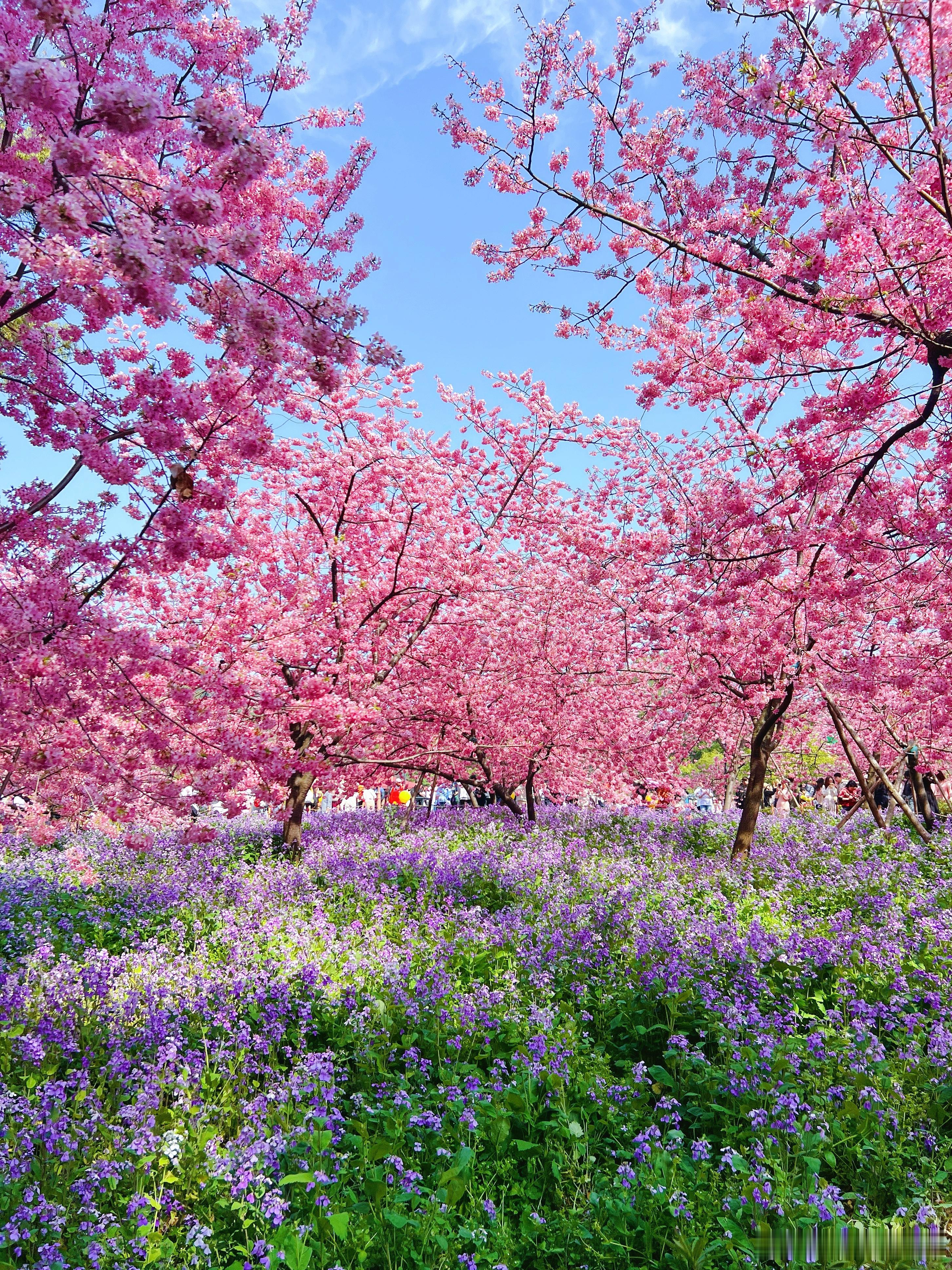 武汉旅游攻略终于懂了，为什么都要挤东湖看樱花武汉东湖樱园🌸早樱都开爆啦~这波被