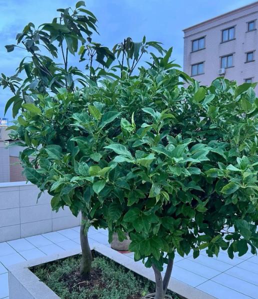 一个亲戚家的闺女，本科在郑州大学读的，今年六月刚毕业。从去年秋天开始，她前前后后