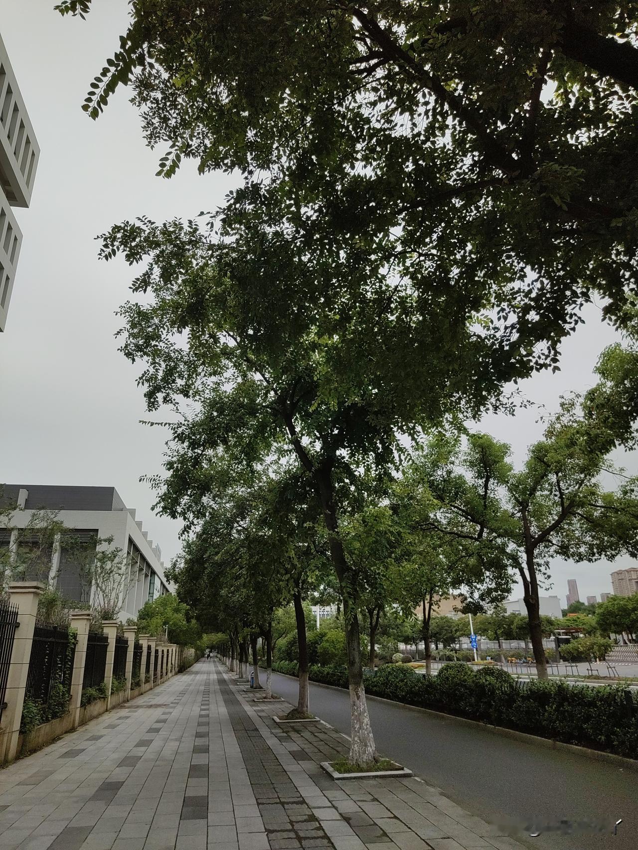 周一医生把我的全瓷牙冠钻开了，放了一点药，又封上了。他说，如果这中间牙疼了，就去