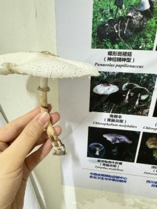 农妇网购“鸡枞菌种”长出毒蘑菇食用后中毒