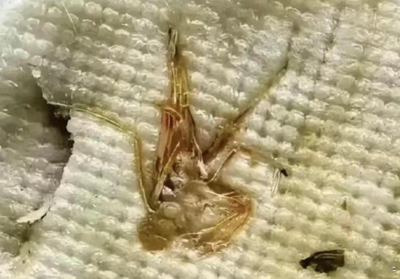 早晨买了个包子，我买的是素的，怎么给我的是荤的