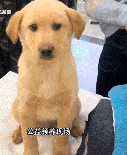 北京公益领养现场，一只毛孩子在等待有缘人领养时，虽然眼神中满是害怕和不安，却努力
