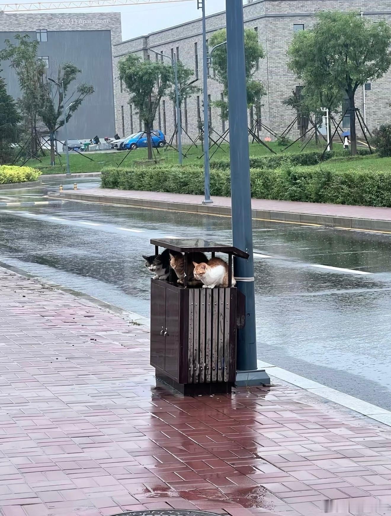 糟糕，伞被猫咪大人霸占了