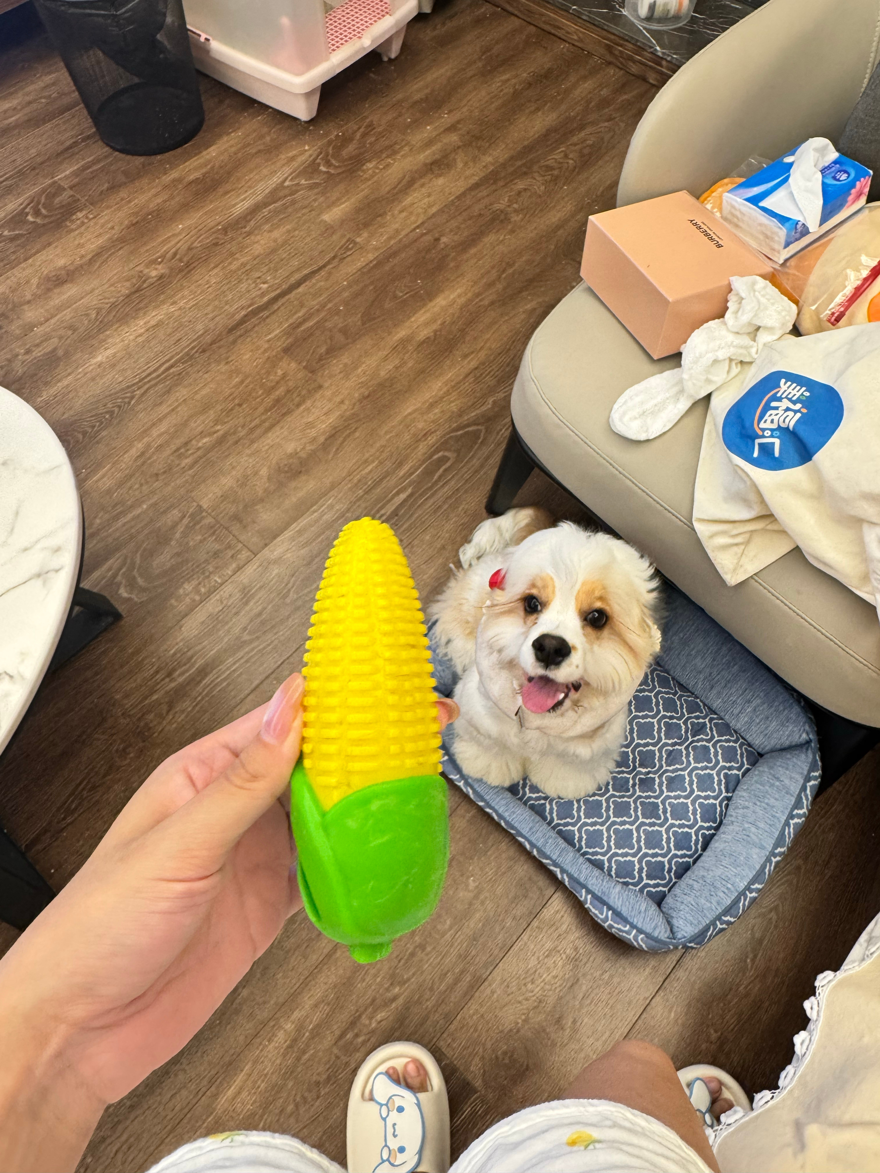 谁敢闻一下这个玉米🌽​​​