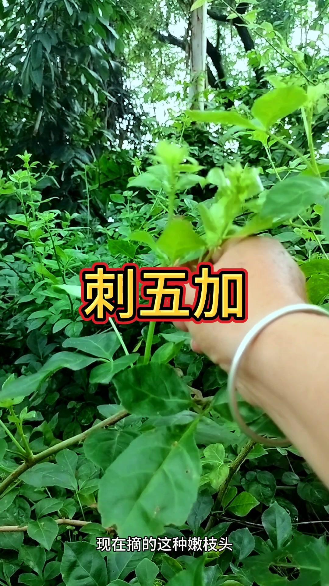 现在摘的这种嫩枝头就是大名鼎鼎的刺五加。它有三张叶和五张叶之分，其中五张叶的性价