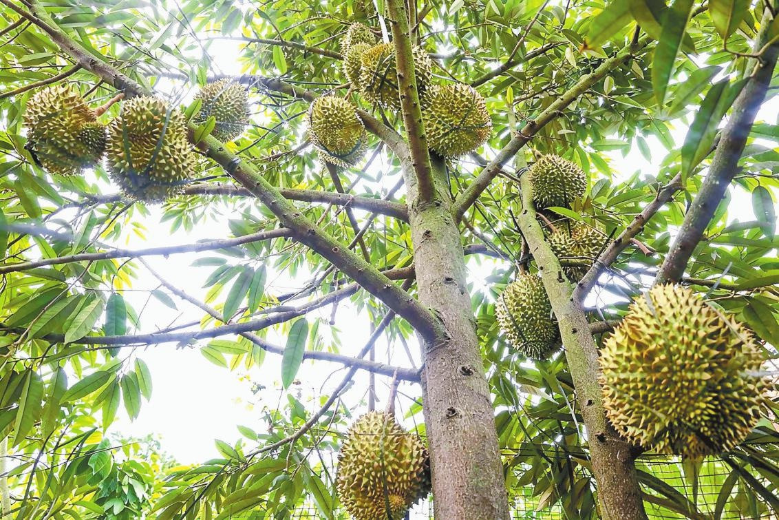 西双版纳本土种植榴莲开采【来源：云南网】西双版纳榴莲成熟挂果。记者戴振华摄云南网讯（记者戴振华）9月