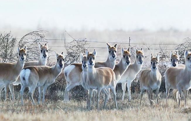 每年冬季，上万只黄羊从蒙古“偷渡”到内蒙古，让当地牧民苦不堪言，因为这么多黄羊是