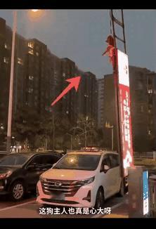 谁家狗拴在这，一辆车玩一次起飞