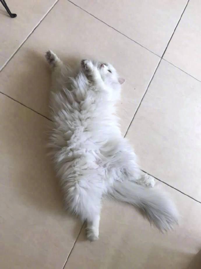 猫咪自己跑出去玩，白猫变灰猫，被骂的时候还一脸委屈