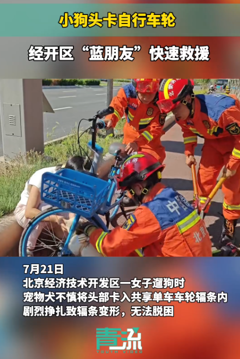 “意外还是发生了！”7月21日，北京，一女子遛狗时不牵绳，结果，小狗的脑袋卡进共