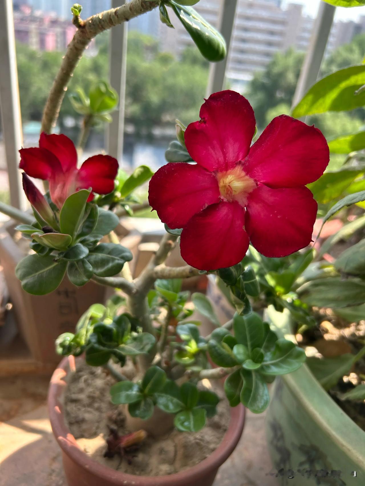 因为听说肩周炎可以针灸治疗，我去试一试。大夫一共开了三次针灸，今天去扎肩周炎