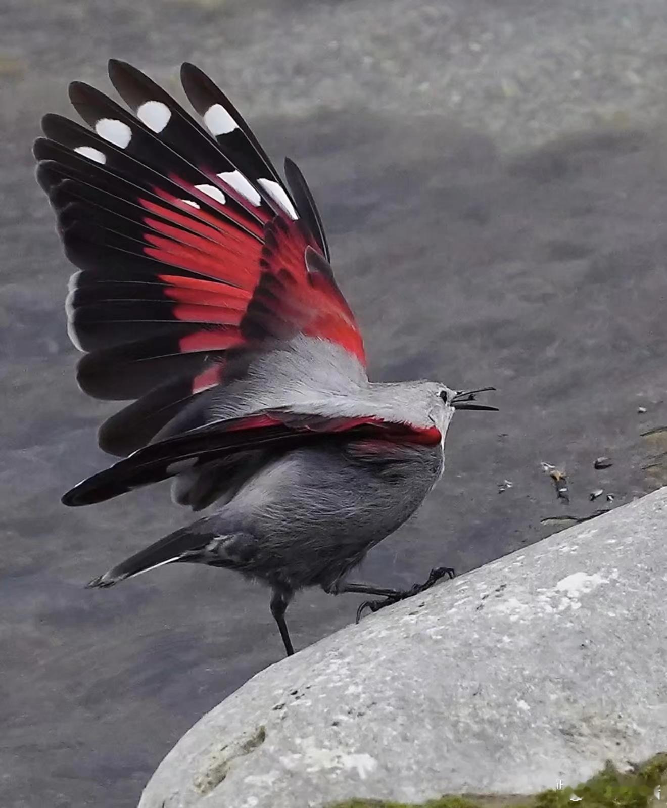 红翅旋壁雀太漂亮了我搜集了一堆这个鸟的参考码一下