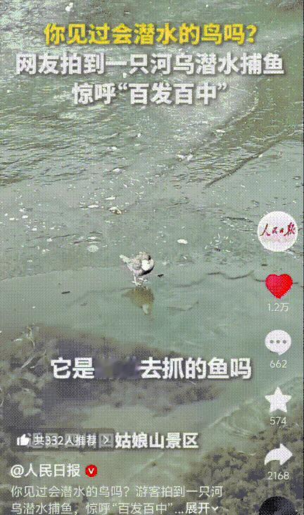 这鸟火到人民日报了！四川一游客去景区玩，发现水面结冰，刚准备拍照，突然发现一只鸟