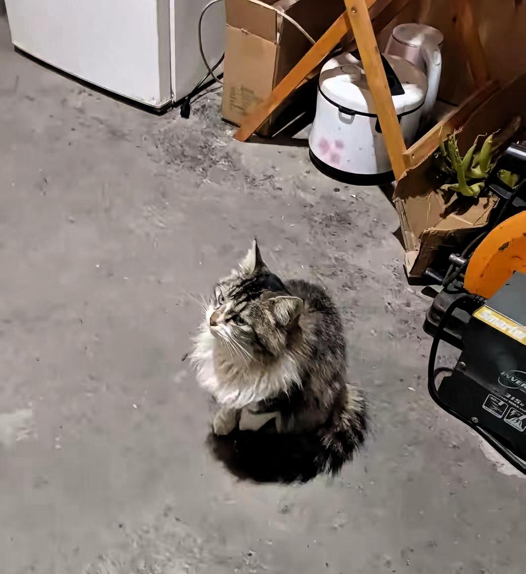 科学的尽头是玄学吧！我们楼下有对老夫妻，喂养流浪猫已经十多年了，这些年用掉的猫粮