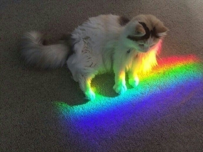 秒赞发光猫,接下来几天你会非常非常幸运🌈