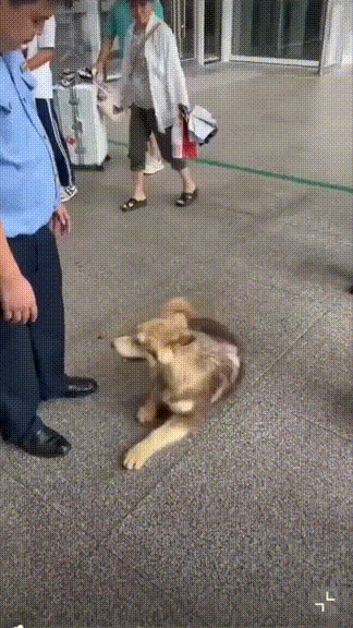 “这也太会了！”，三亚高铁站，一只大型犬误区了高铁站，高铁站的安保人员都拿好盾牌