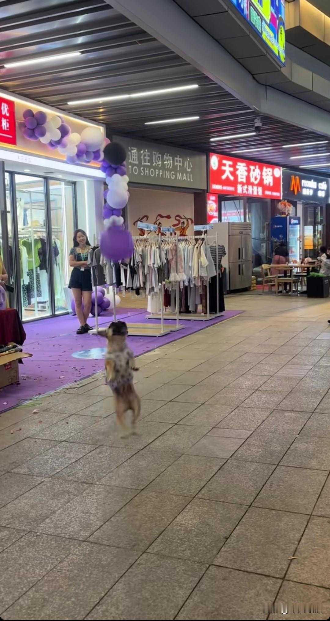 在大商场的大厅里，许多人都在观看狗狗甩气球。有的人在为它喝彩，有的人在拍视频。狗