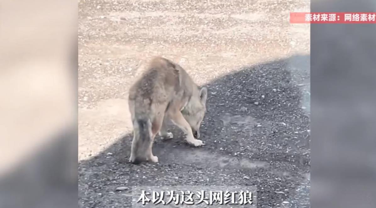 “这下后悔了吧！”8月8日，新疆苦牙克，一男子在国道上骑行时，突然遇到了一只独狼