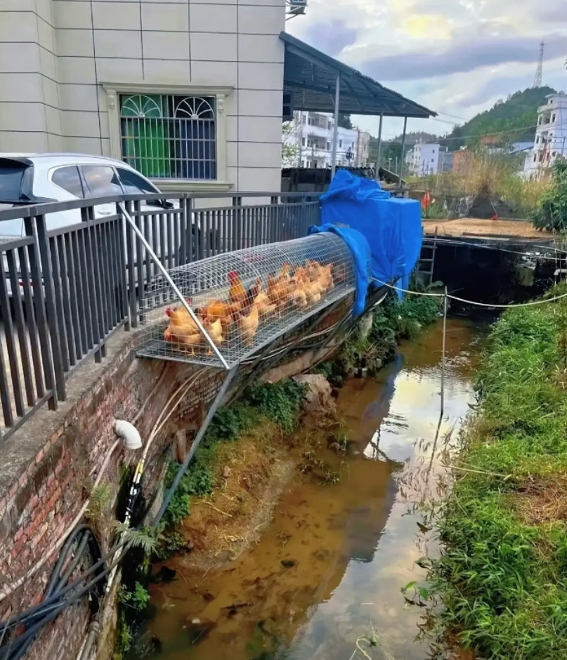 养鸡户的天花板了，爱好无处不在