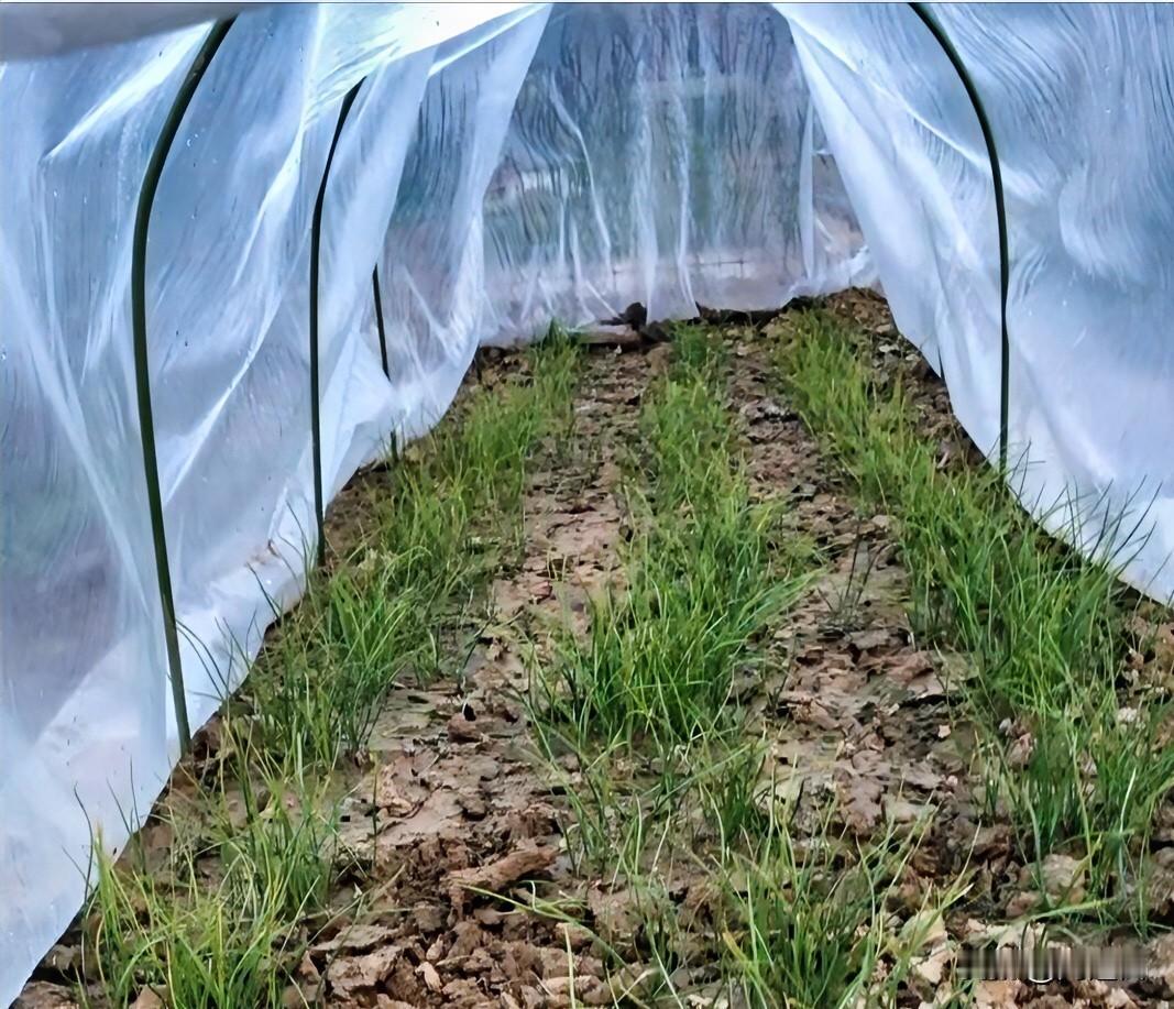 幸亏我今年种了韭菜，据说菜价要疯了，韭菜都7块钱一斤了，豆角更贵，8块！一把