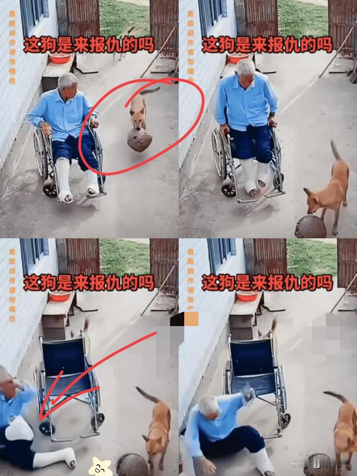 有的狗是来报恩的，也有的狗是来报仇。爷爷双腿打着石膏，坐在轮椅上休息。就见，自家