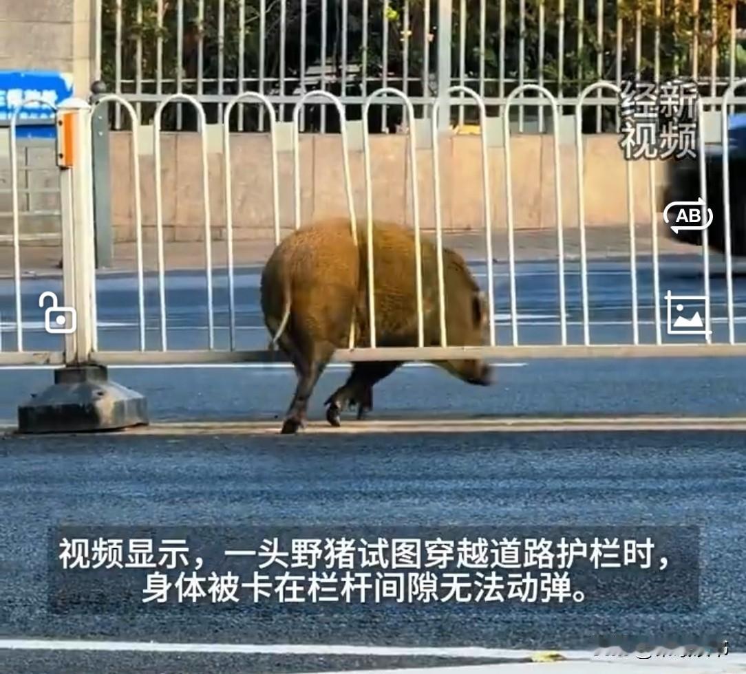南京街头，一头野猪的后肢被死死卡在栏杆间。它扭着屁股使劲蹬腿，急得直哼哧，还猛地