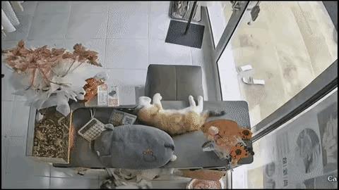 服装店里一只猫咪正躺在桌子上呼呼大睡，突然一辆失控的轿车撞了进来，猫咪迅速起身跳