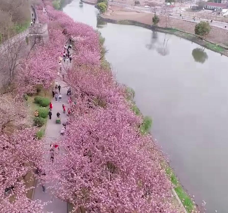 荆州赏樱指南来了！避开人潮，精准捕捉古城粉色浪漫很多人赏樱总踩坑，要么跑错地方