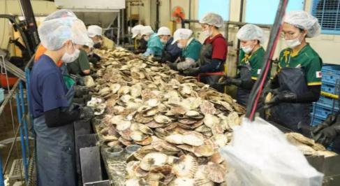 据日媒报道，6吨左右的日本北海道扇贝已作为首批货物发往中国！可这家进口日本扇贝的