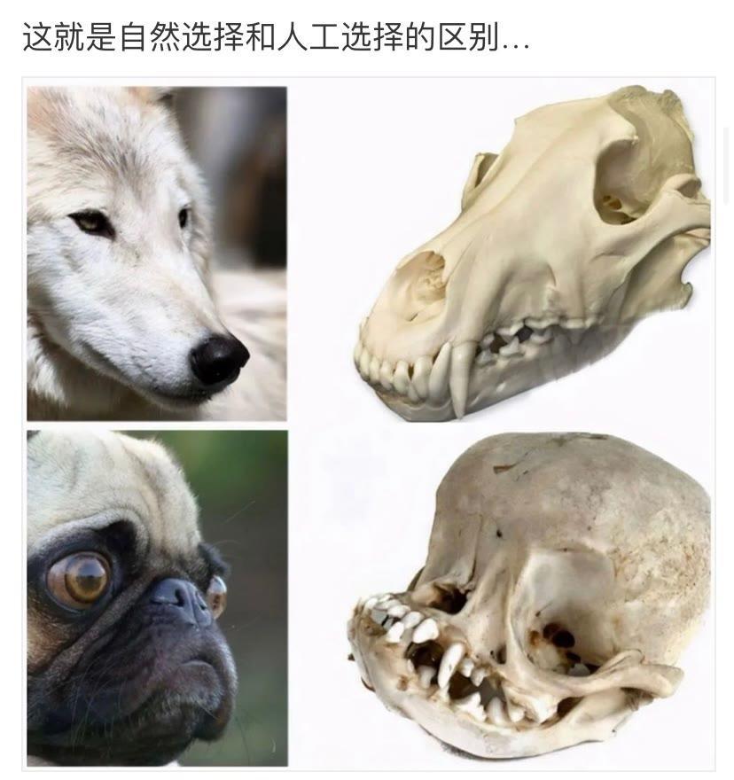 这就是自然与非自然的结果