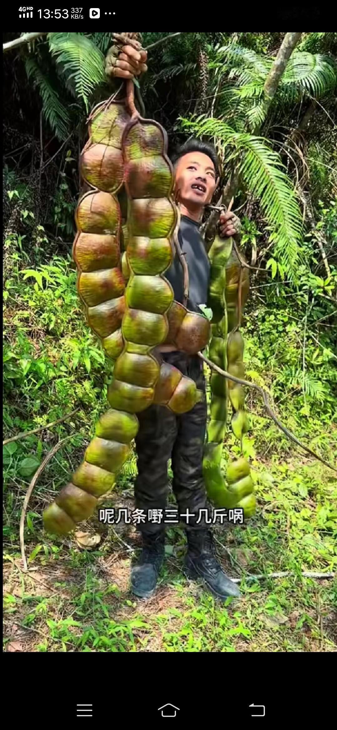 有谁知道这是什么东东？这是什么地方的水果吗？可以吃吗？还是可以入药？没见过！有知