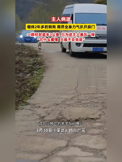 疯了！真疯了！四川这狗，把人看碎了心！3月10号，四川广元的老院子里，殡