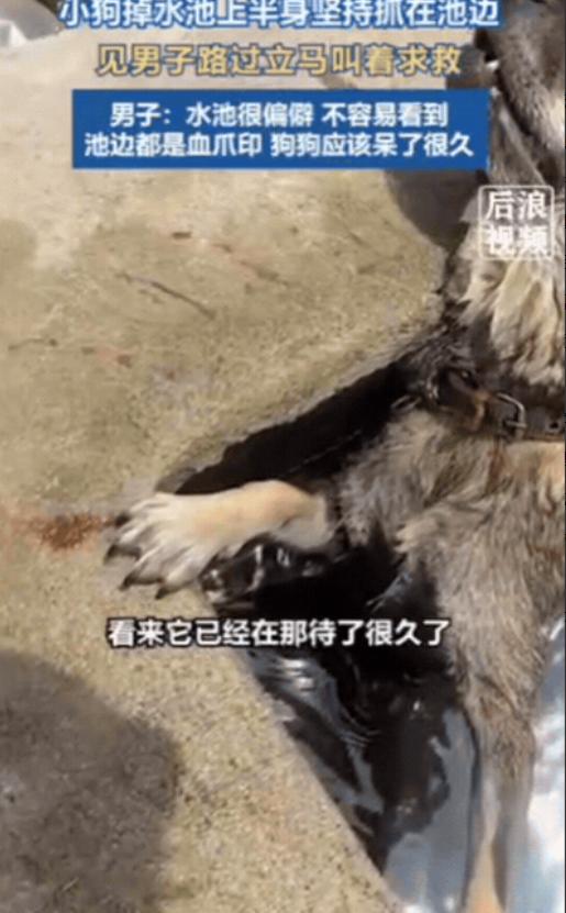 太有灵性了！广西，小伙开车上路，突然从路边传来哀嚎声，小伙下意识转头一看，发现旁