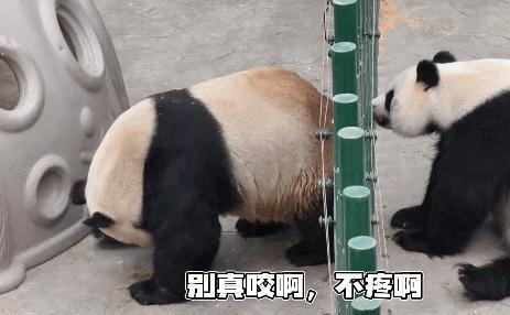 冰华咬了浦浦一搓毛​​​