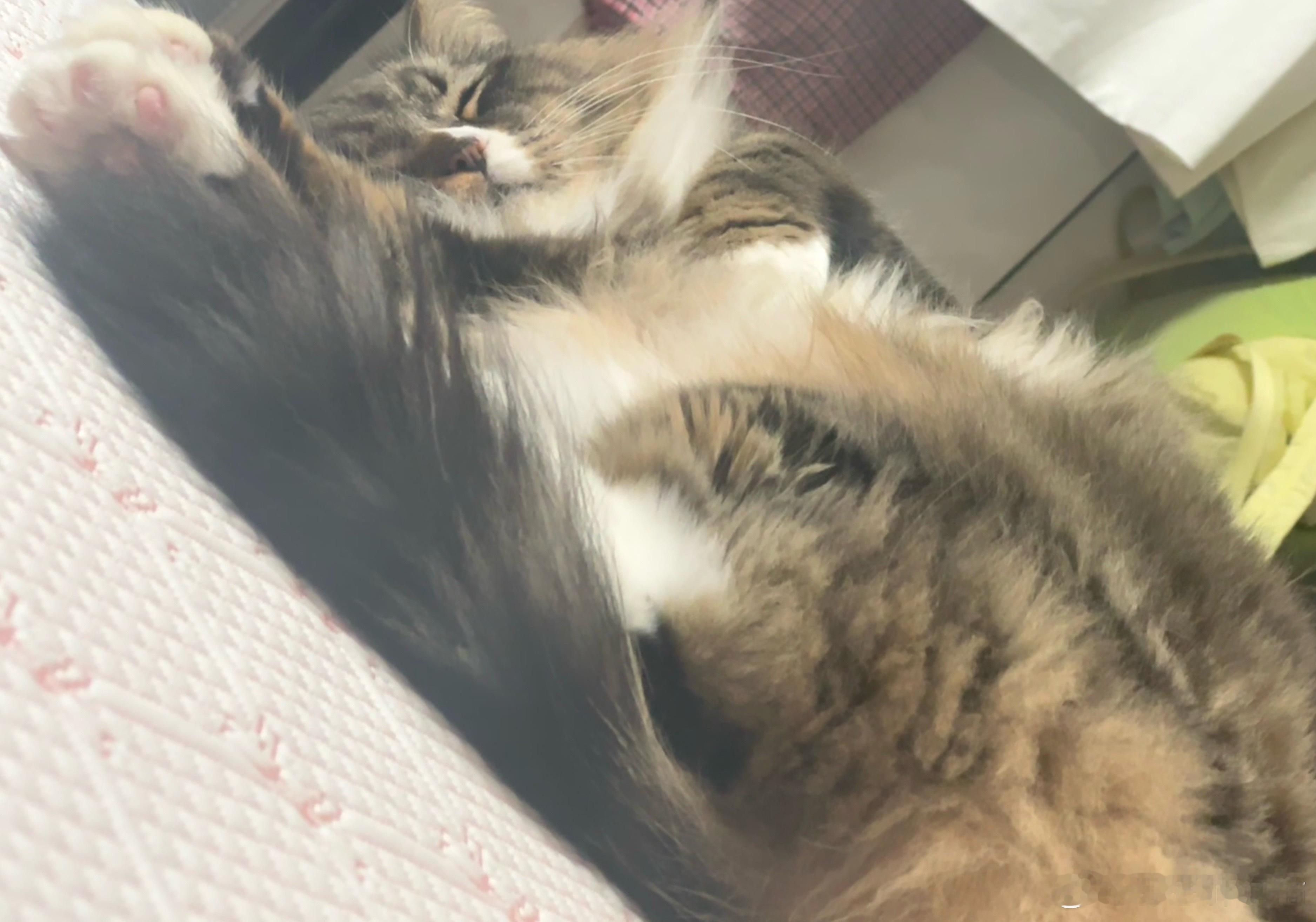 谁家小猫咪睡觉乱七八糟的​​​​