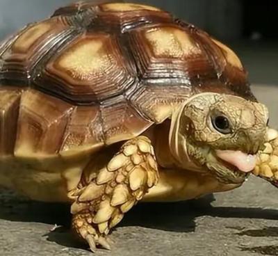 怀柔山区的清晨，孙大叔像往常一样给