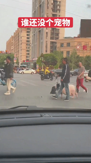 现在的人真是养什么宠物的都有。除了有常见猫狗以外。甚至还有鸡、鸭、鹅、乌龟、