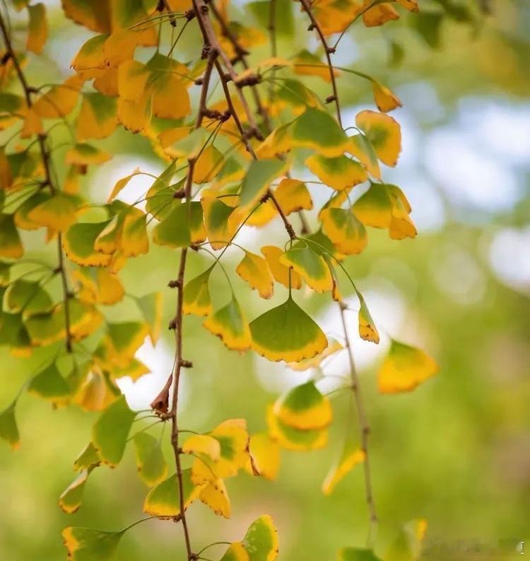 一猫一秋景，温柔又治愈～寻美河南🍁寻美西华​​​