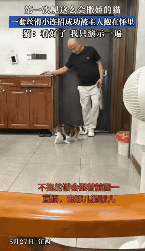 “全网最粘人的小跟屁虫！”江西一对夫妻养了一只三花猫，这只猫有个刻在骨子里的习惯