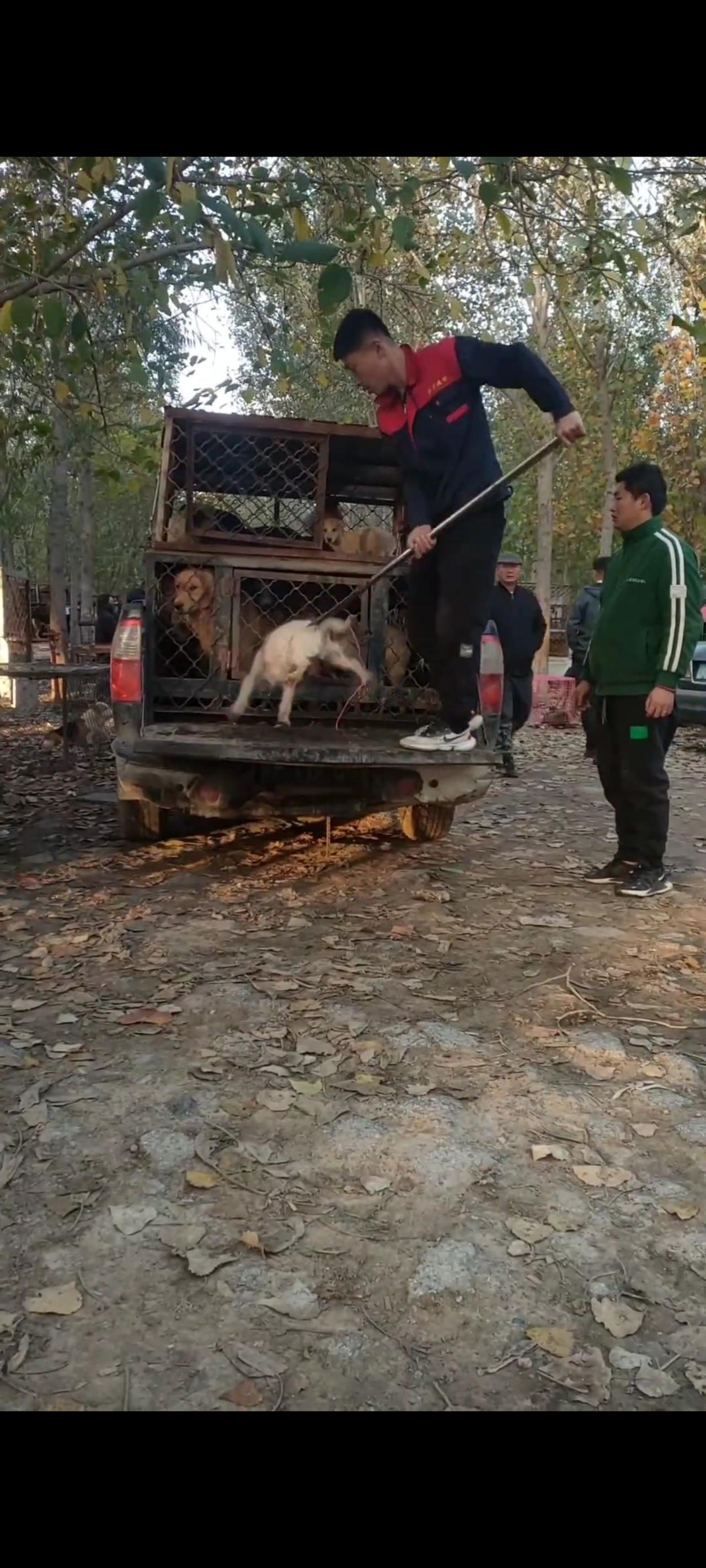 这段凄美伤感的视频画面，拍摄与某市郊外的一处空地上，狗贩子正将从全国各地抓捕回来