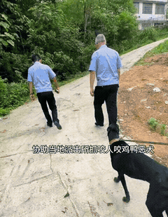 我去，黄狗差点淹死