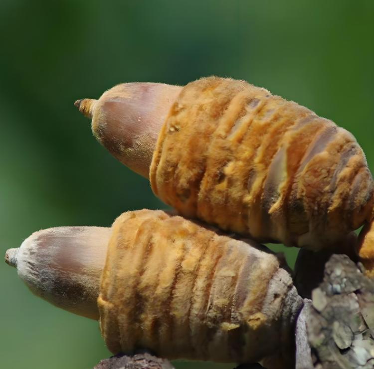 早泄别乱补！医生警告：这3种“壮阳”方法，可能越补越差您是否也常在深夜暗自