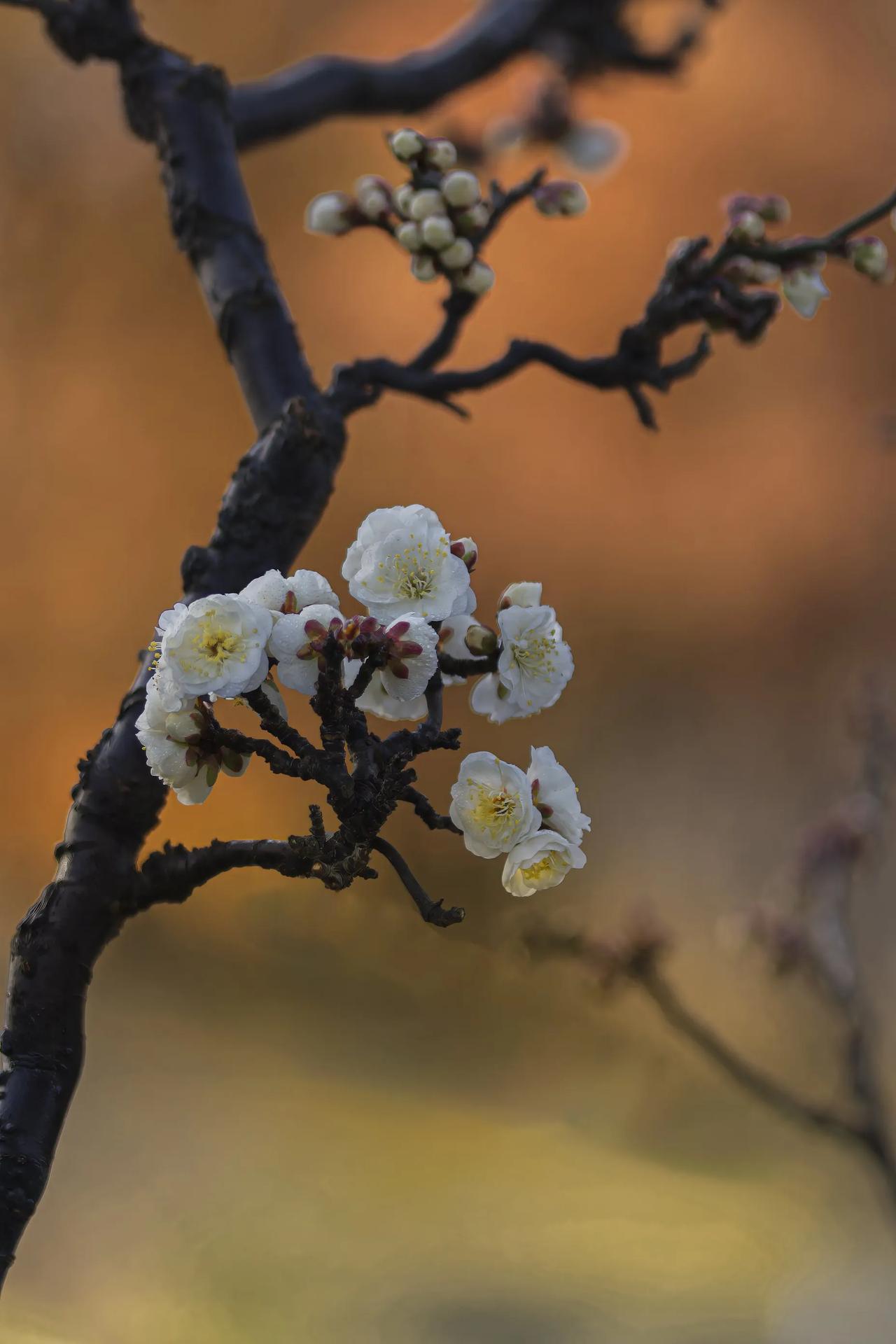 花开满枝春，岁月静好间。