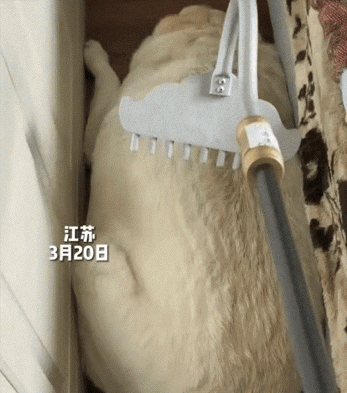 成精了！江苏，一奶奶记性差，每次出门遛完自家狗子后，都会给狗子零食吃。这家中狗子