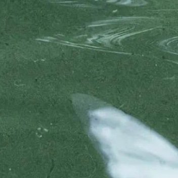 0000紫藤种植一、选苗与时间建议选择3-4年生、带土球的嫁接苗或扦插苗，以确